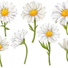 Схема вышивки «ромашки кайма»