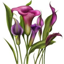 Схема вышивки «каллы»