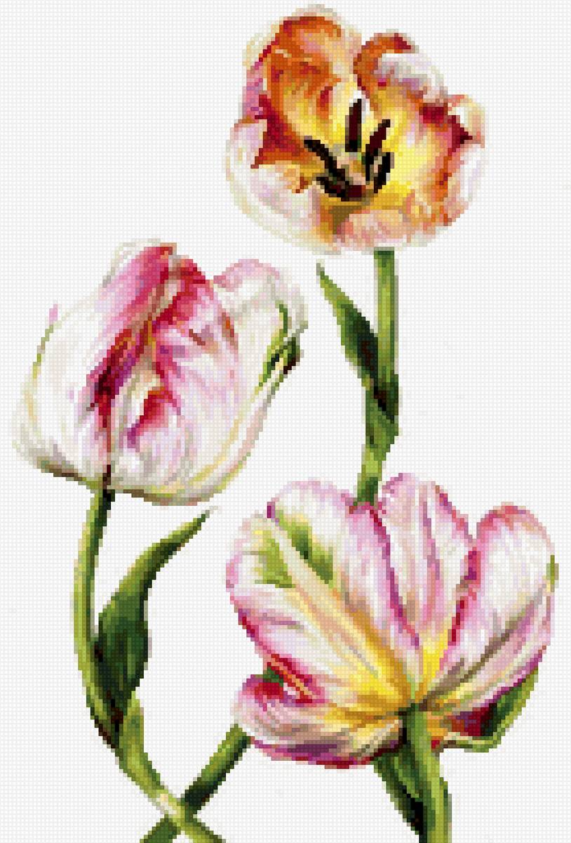 тюльпаны - предпросмотр