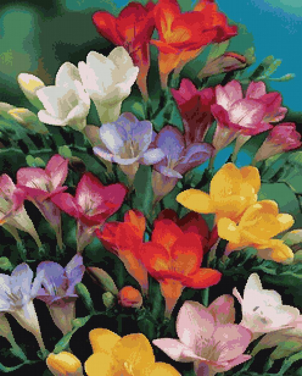 фрезии - предпросмотр