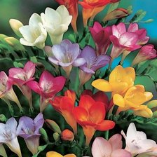 Схема вышивки «фрезии»