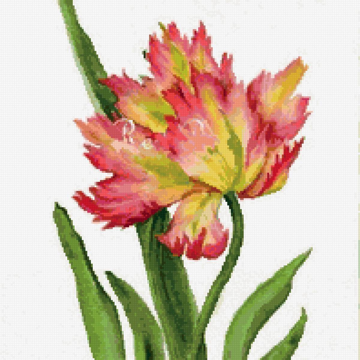 тюльпан 1 - предпросмотр