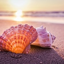 Схема вышивки «Ракушки.»