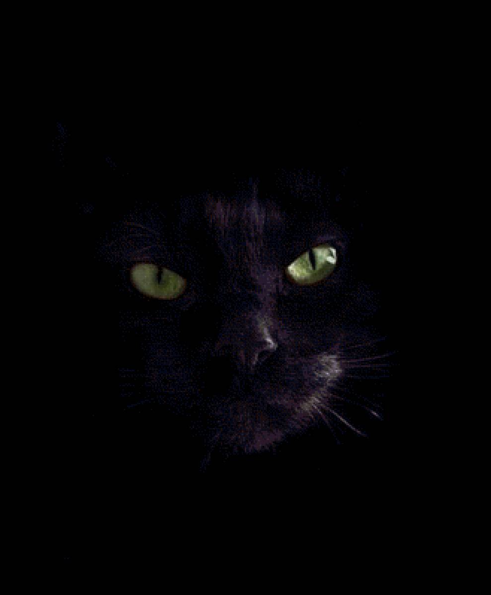 Взгляд - кошки, кошачий портрет, животные - предпросмотр