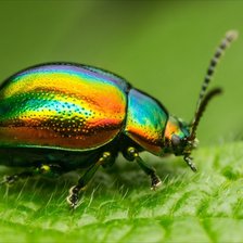 Схема вышивки «Жук.»