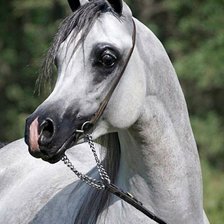 Схема вышивки «№2667494»