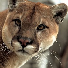 Схема вышивки «Пума»