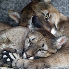 Схема вышивки «пумы на отдыхе»