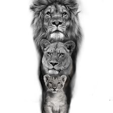 Схема вышивки «Семья львов»