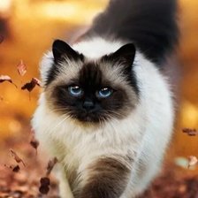 Схема вышивки «№2668870»