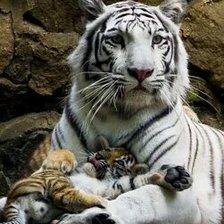 Схема вышивки «№2668904»