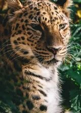 Схема вышивки «№2668905»