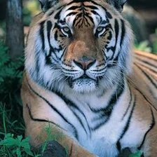 Схема вышивки «№2668908»