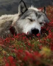 Схема вышивки «№2668911»