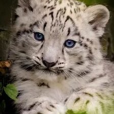 Схема вышивки «№2668912»