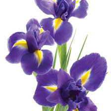 Схема вышивки «Ирисы»