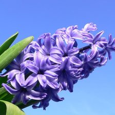 Схема вышивки «Гиацит»