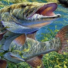 Схема вышивки «щука»