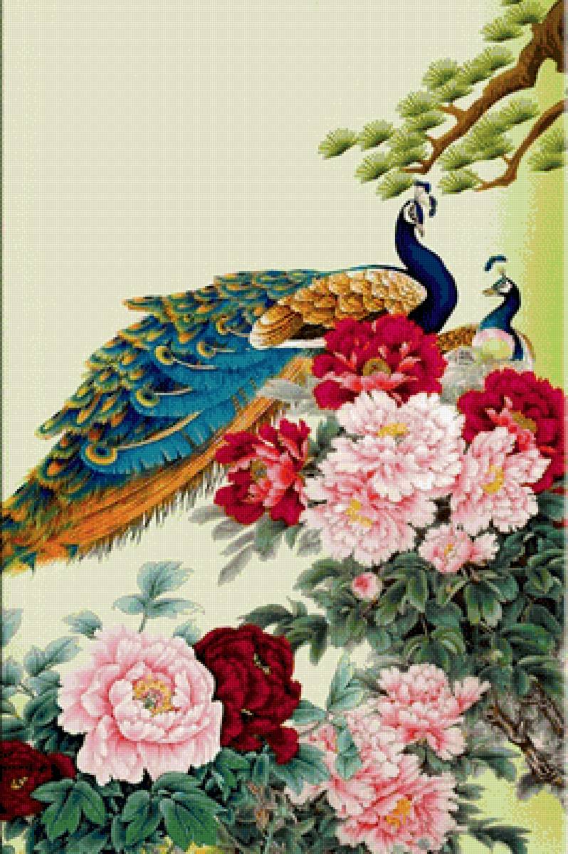 Павлин - предпросмотр