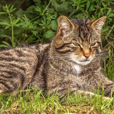Схема вышивки «Котик Васенька»