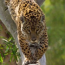 Схема вышивки «На отдыхе»