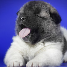 Схема вышивки «№2670007»