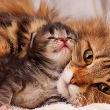 Схема вышивки «Мама»