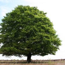 Схема вышивки «Дерево»