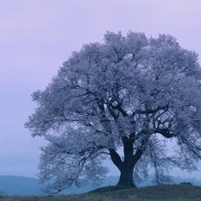 Схема вышивки «Белое дерево»