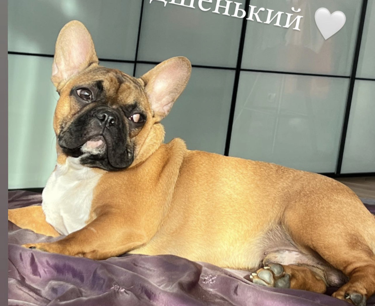 Царевич - французский бульдог царевич - оригинал