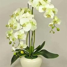 Схема вышивки «лимонная орхидея»