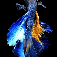 Схема вышивки «Рыбка2»