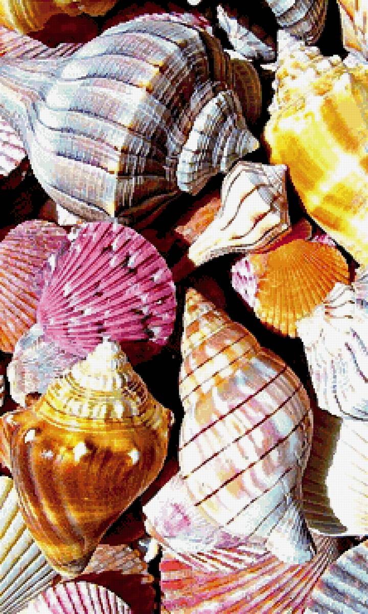 Ракушки 3 - предпросмотр