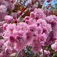 Схема вышивки «😝😝»