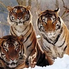 Схема вышивки «№2671258»