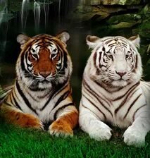 Схема вышивки «№2671267»