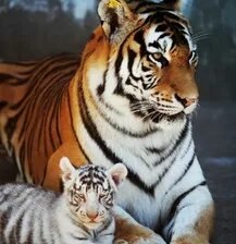 Схема вышивки «№2671276»