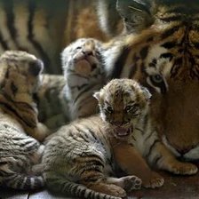 Схема вышивки «№2671290»