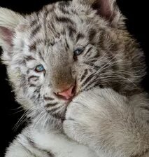 Схема вышивки «№2671294»