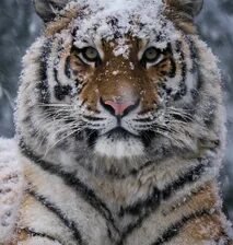 Схема вышивки «№2671304»