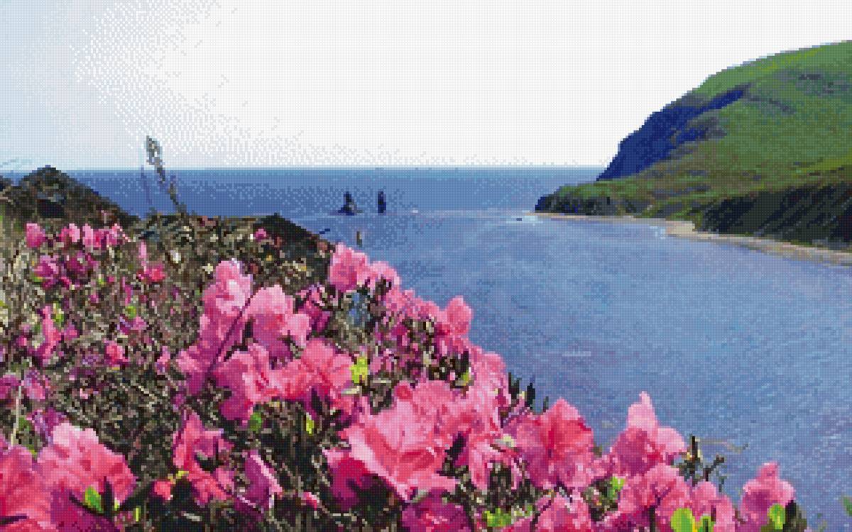 море и багульник - предпросмотр