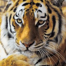 Схема вышивки «И тигры грустят»