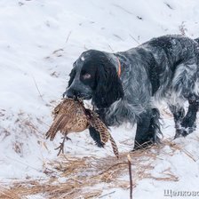 Схема вышивки «добыча»