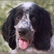 Схема вышивки «щен»