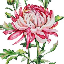 Схема вышивки «Хризантема»