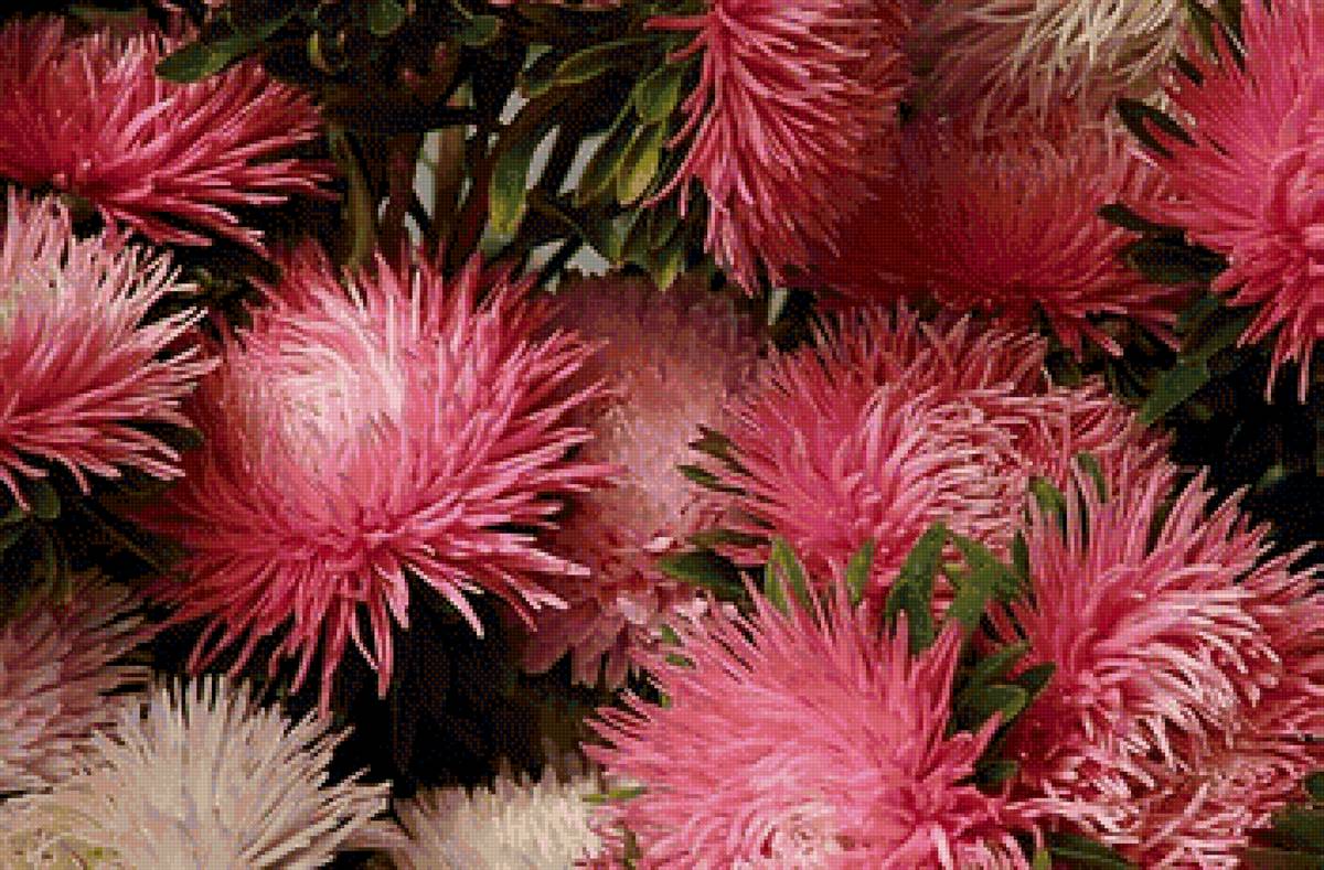 Астры - астры, цветы - предпросмотр