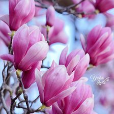 Схема вышивки «Магнолия»