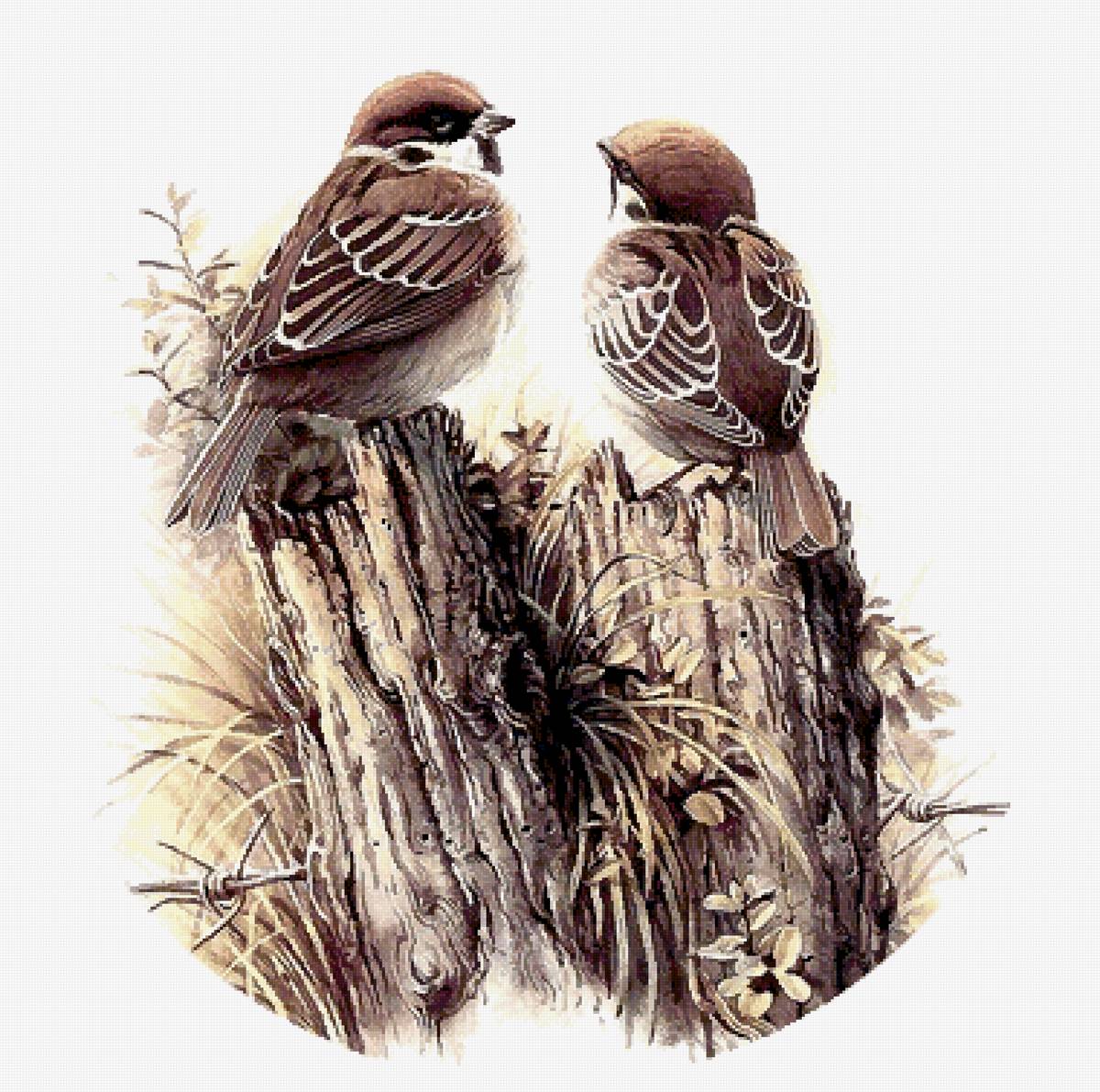 Воробьи - предпросмотр