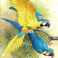 Схема вышивки «Попугаи»