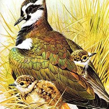 Схема вышивки «С птенцами»